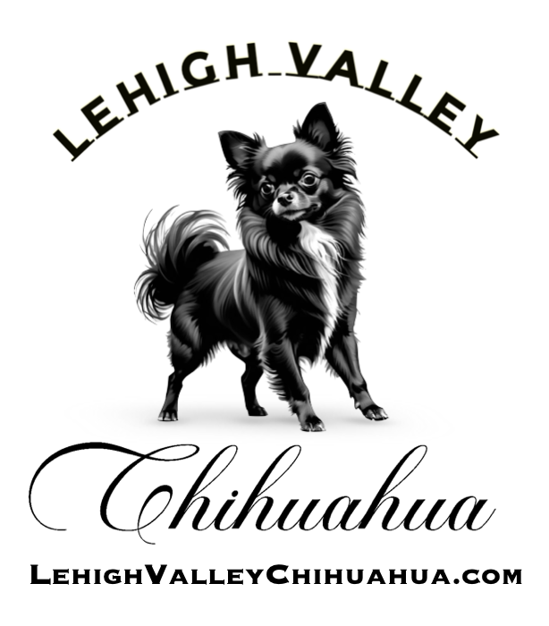 Lehigh Valley Chihuahua